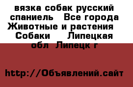 вязка собак русский спаниель - Все города Животные и растения » Собаки   . Липецкая обл.,Липецк г.